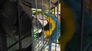 Parrot🦜❤️