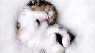 Няшные котята и щенки