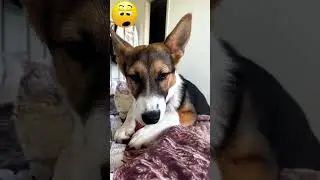 #dog #shorts #jokes