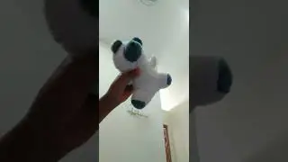 hai