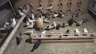 племя самцы2023