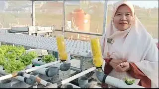 PMP Teknologi Cerdas Penyiraman Tanaman Hidroponik Berbasis Mikrokontroler dan Multisensor