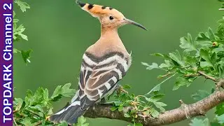 5 Tipos de Abubillas en el Mundo