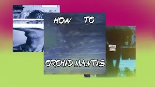 How to Orchid Mantis