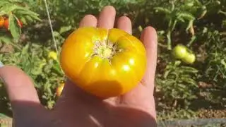 Amana Turuncu domates