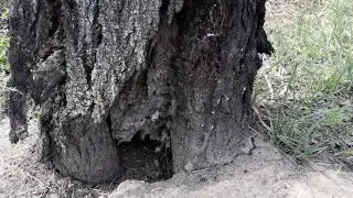 Больное дерево Абрикос