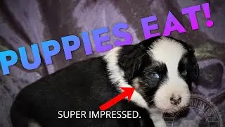 Puppies have their first meal!