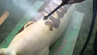 керхер мойка кабана 1