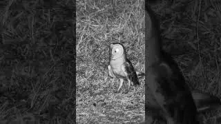 Barn Owl Looking Around