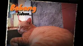 Kucing sedang tidur