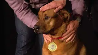 Honouring life-saving pets