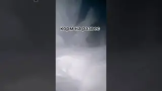 Еда которое популярна у морских свинок 