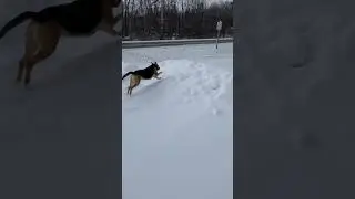 Snow piles! #snow #dog #viral #fyp #comedy #germanshepherd