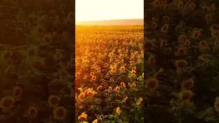 Plantação de Girassóis.. coisa mais linda! #drone #sunflower #field #flores #rurallife #freestyle