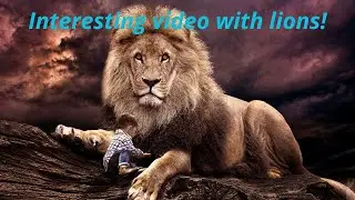 Interesting video with lions!
