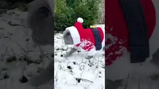 Санта в городе 🎅🏽🫶🏼 #котБарон