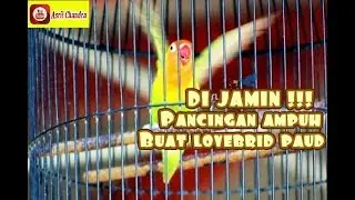 PANCINGAN AMPUH BUAT LB/LOVEBRID PAUD/BALIBU