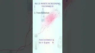 Blue - white Screening techniques