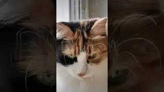 СМЕШНЫЕ КОШКИ, ПРИКОЛЫ С КОШКАМИ, Я ГРУЩУ ДОРОГИЕ МОИ ДРУЗЬЯ 😿