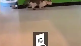 Conection interruped cat