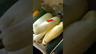 Тест кабачков на урожайность!