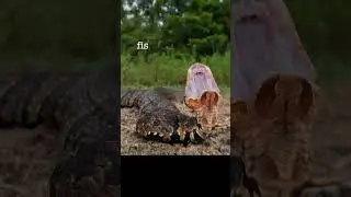 Cottonmouth Snake is Happy!