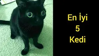 En İyi 5 Kedi