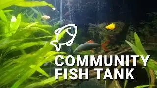 Community fish tank India