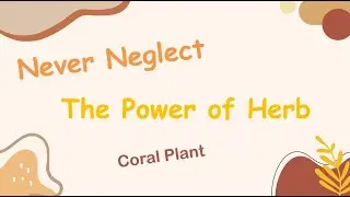 Herb Analysis 96