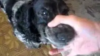 Бобчик, зырь, это репчик!