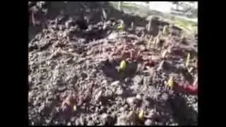 Жизнь луковиц тюльпанов после выгонки