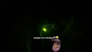 #чудо #природа #светлячок #ночь #firefly #lucioles