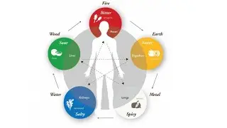 THEORY OF ZANG-FU ORGANS