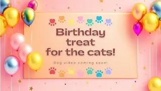 Birthday Treat for the kitties!
