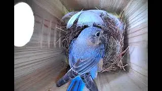 Eastern Bluebird With Eggs