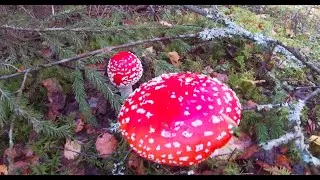 Ищу подосиновики, но вокруг только лисички
