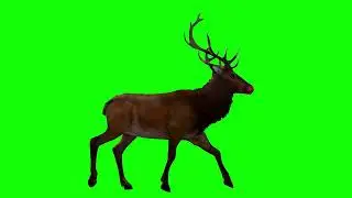 Rudolf walk loop | green screen Rudolf | Green screen videos