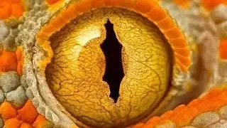 Extinct Animals That May Still Be Alive