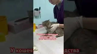Кошечке с садоводства нужна помощь