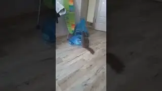 Любопытная киска 🐱😺😻