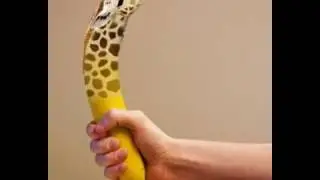 Pompala