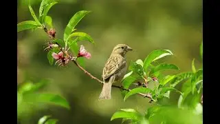 Relaxing Video Nature View Peaceful