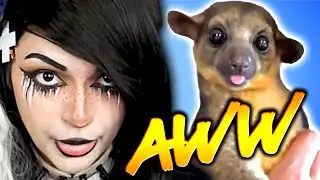 BLEP! | Try Not to AWW | 57