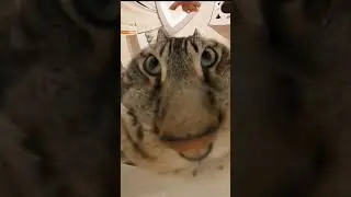 просто кот, который кушает)