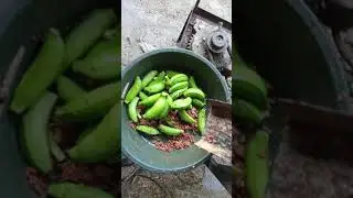 Banana chopper, Bunga ng saging, tipid sa patuka ng manok
