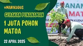 Gerakan Penanaman 1 Juta Pohon Matoa | MAN 1 Kudus