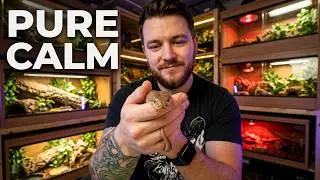 The 10 Friendliest Pet Snakes You Can Own!