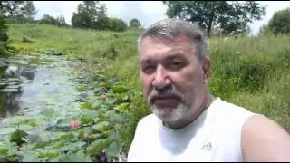 Цветок лотоса. Lotus flower