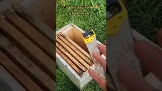 🐝🍯