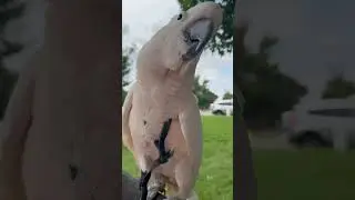 Misha’s Fun Day at Tower Grove Park Farmer's Market! 🌽🦜 Cute Cockatoo Adventures